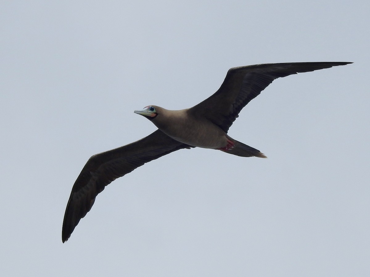 Red-footed Booby - ML618755967