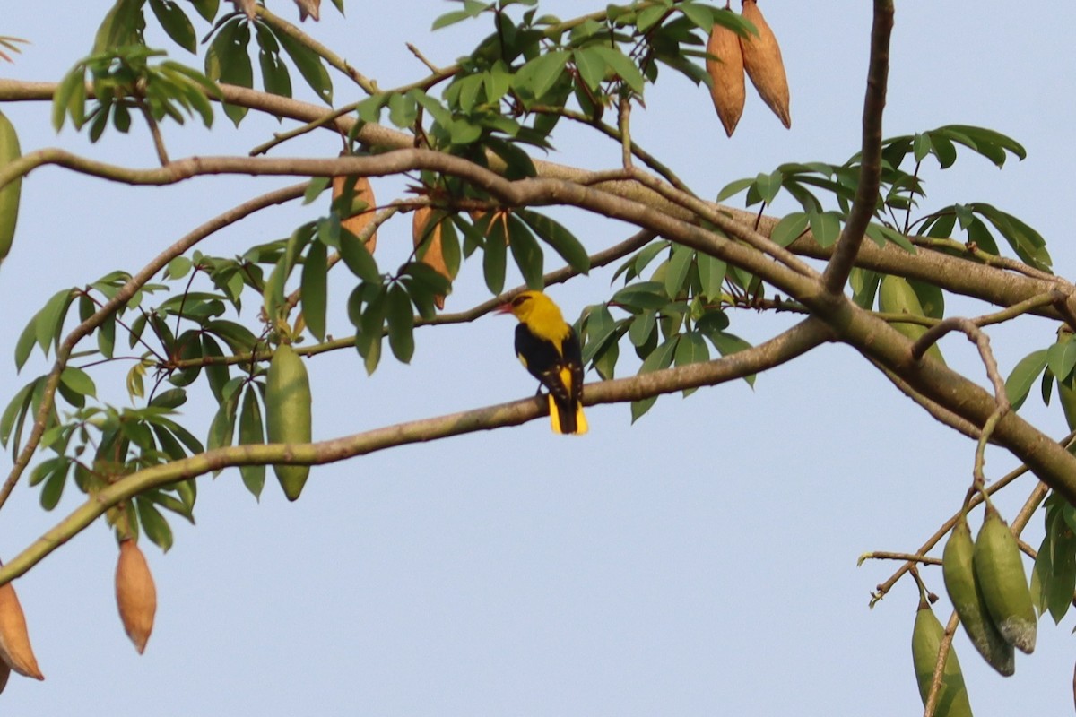 Indian Golden Oriole - ML618755974