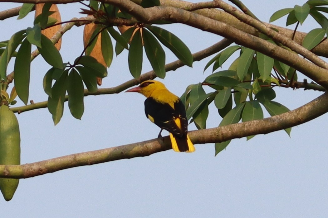Indian Golden Oriole - ML618755975