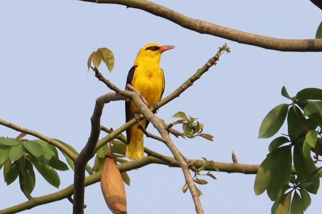 Indian Golden Oriole - ML618755976