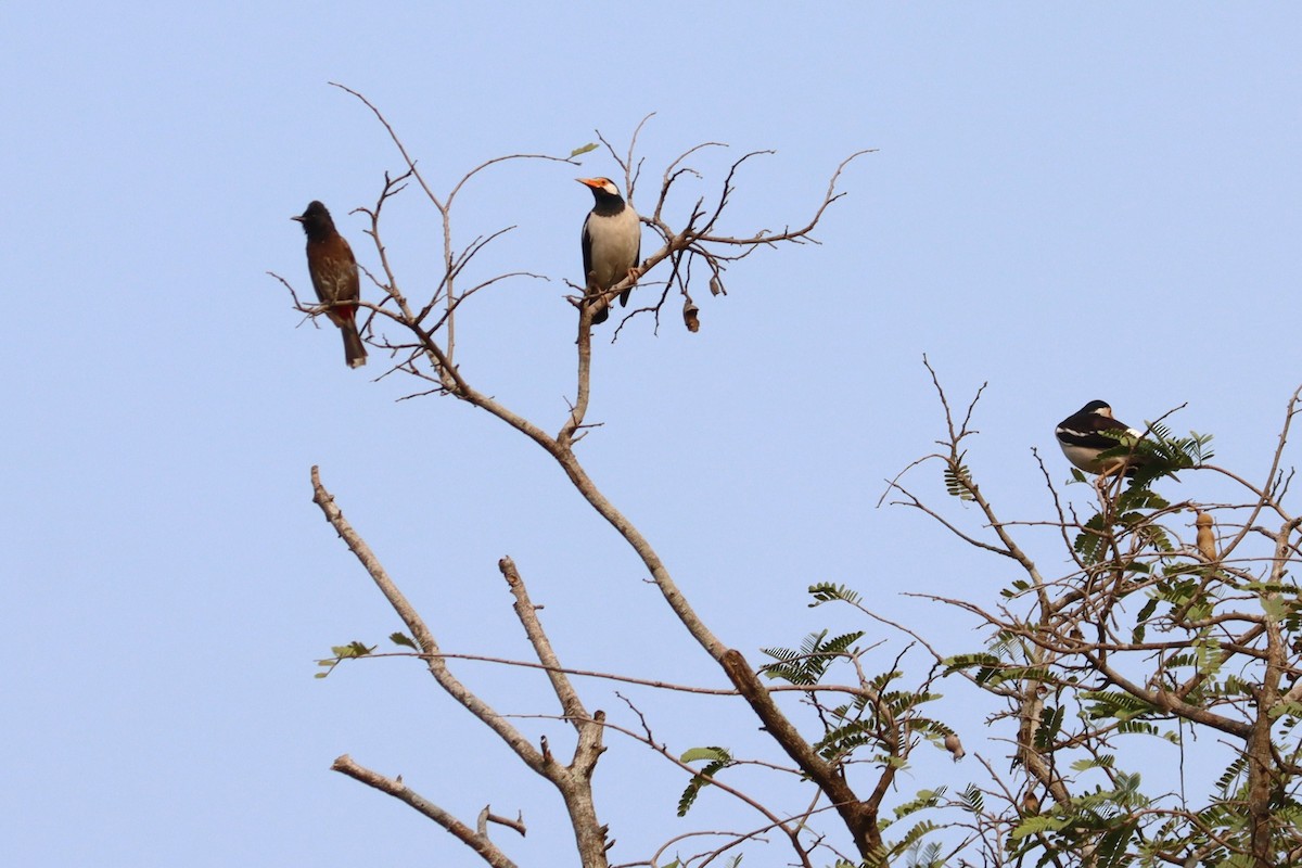 Indian Pied Starling - ML618755979