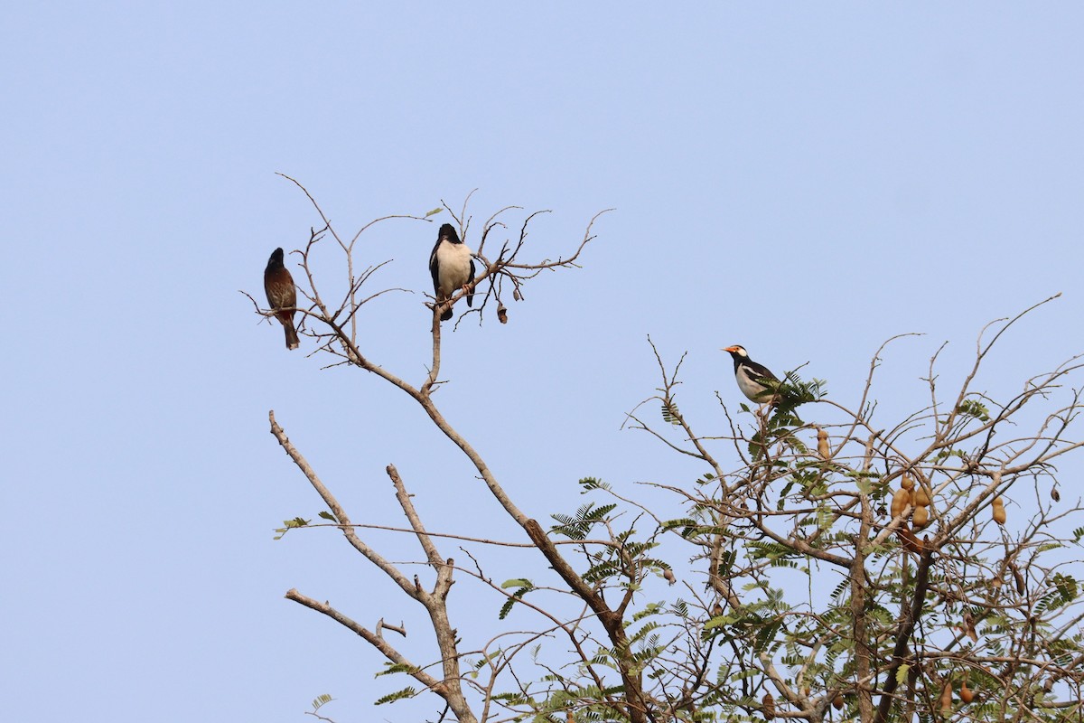 Indian Pied Starling - ML618755981