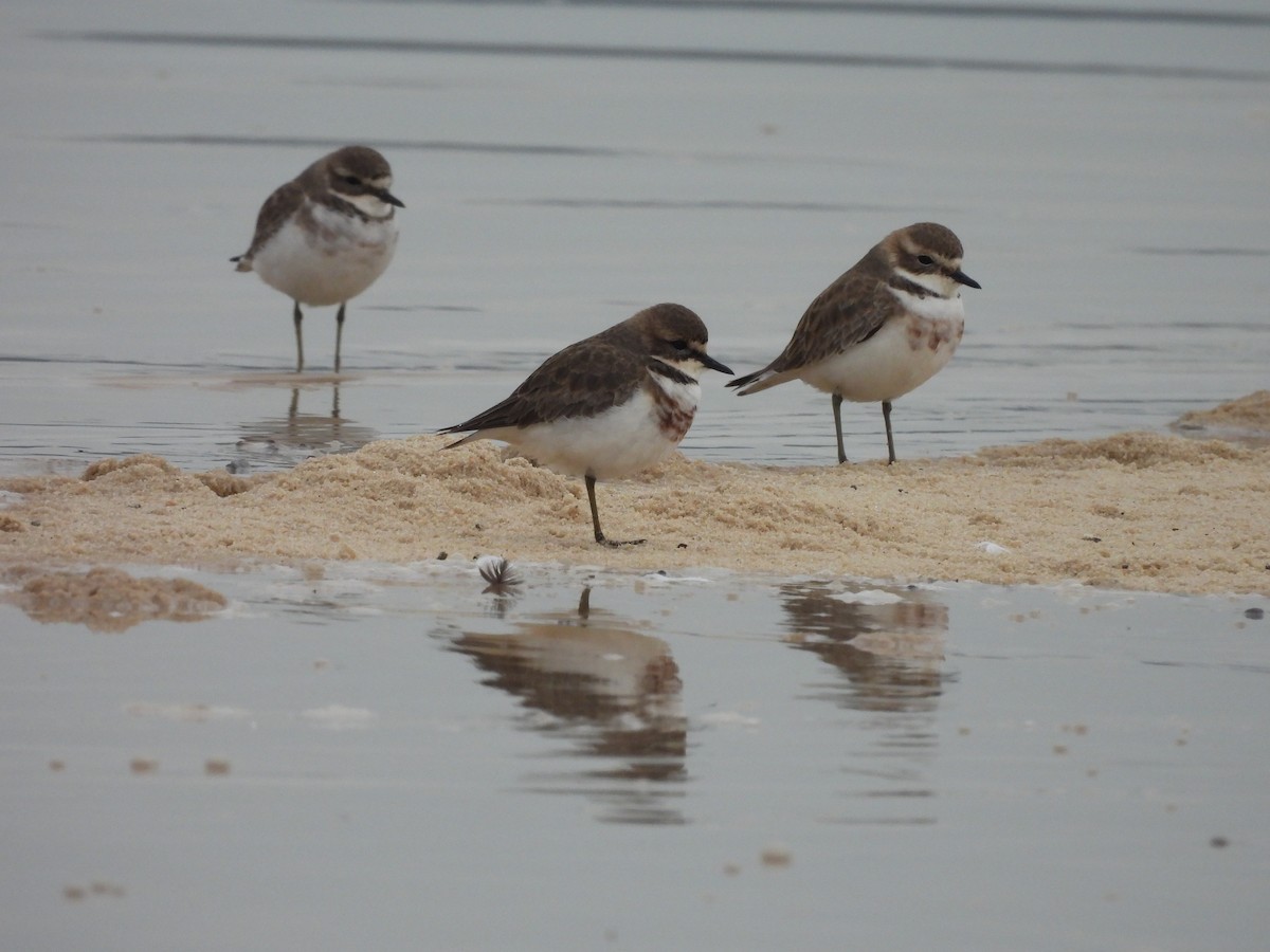 Double-banded Plover - ML618756023
