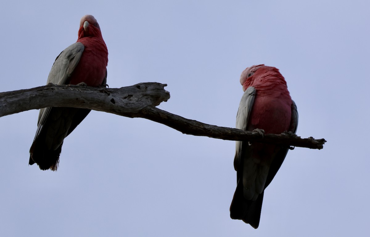 kakadu růžový - ML618756024