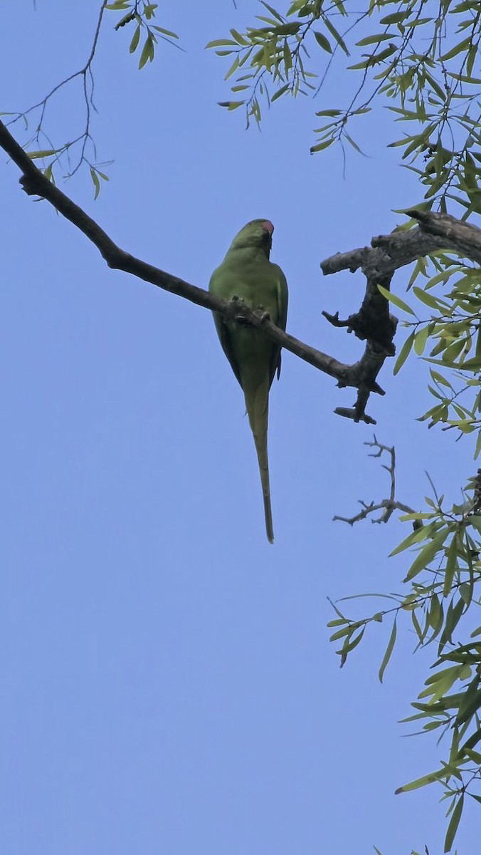 Rose-ringed Parakeet - SHIUAN-CHI HUANG
