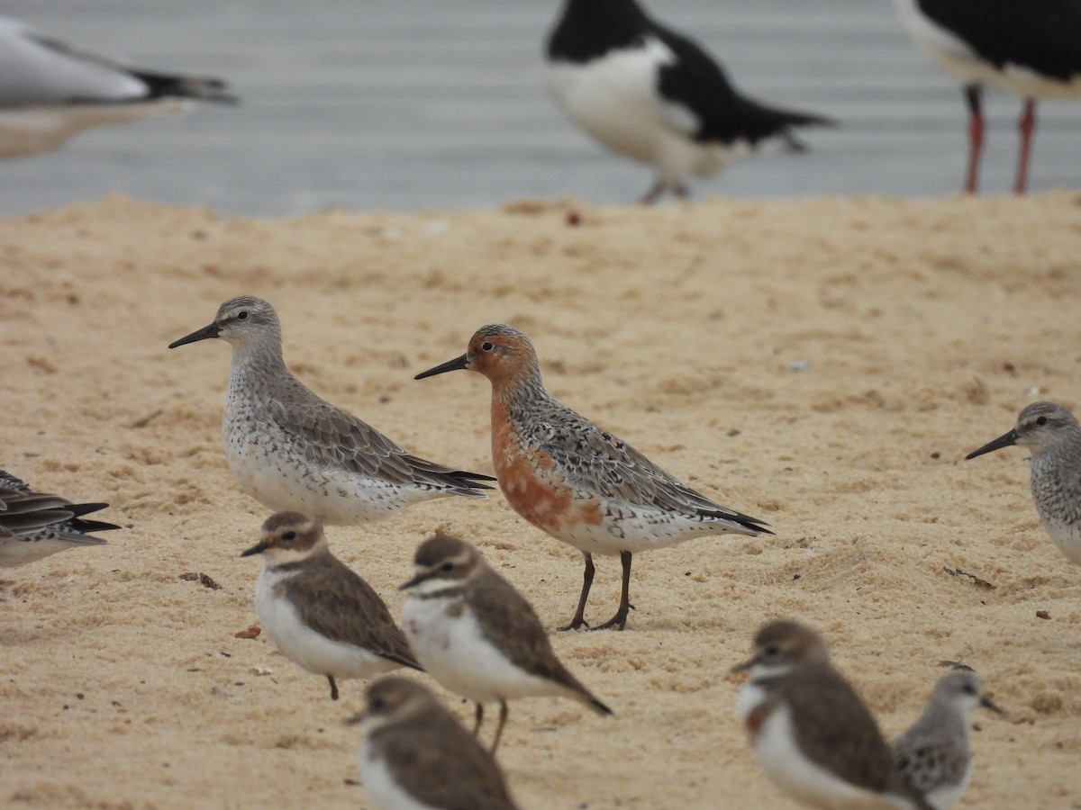 Red Knot - ML618756036