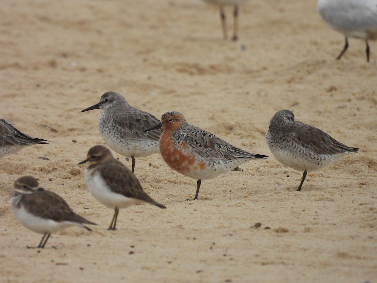 Red Knot - ML618756037