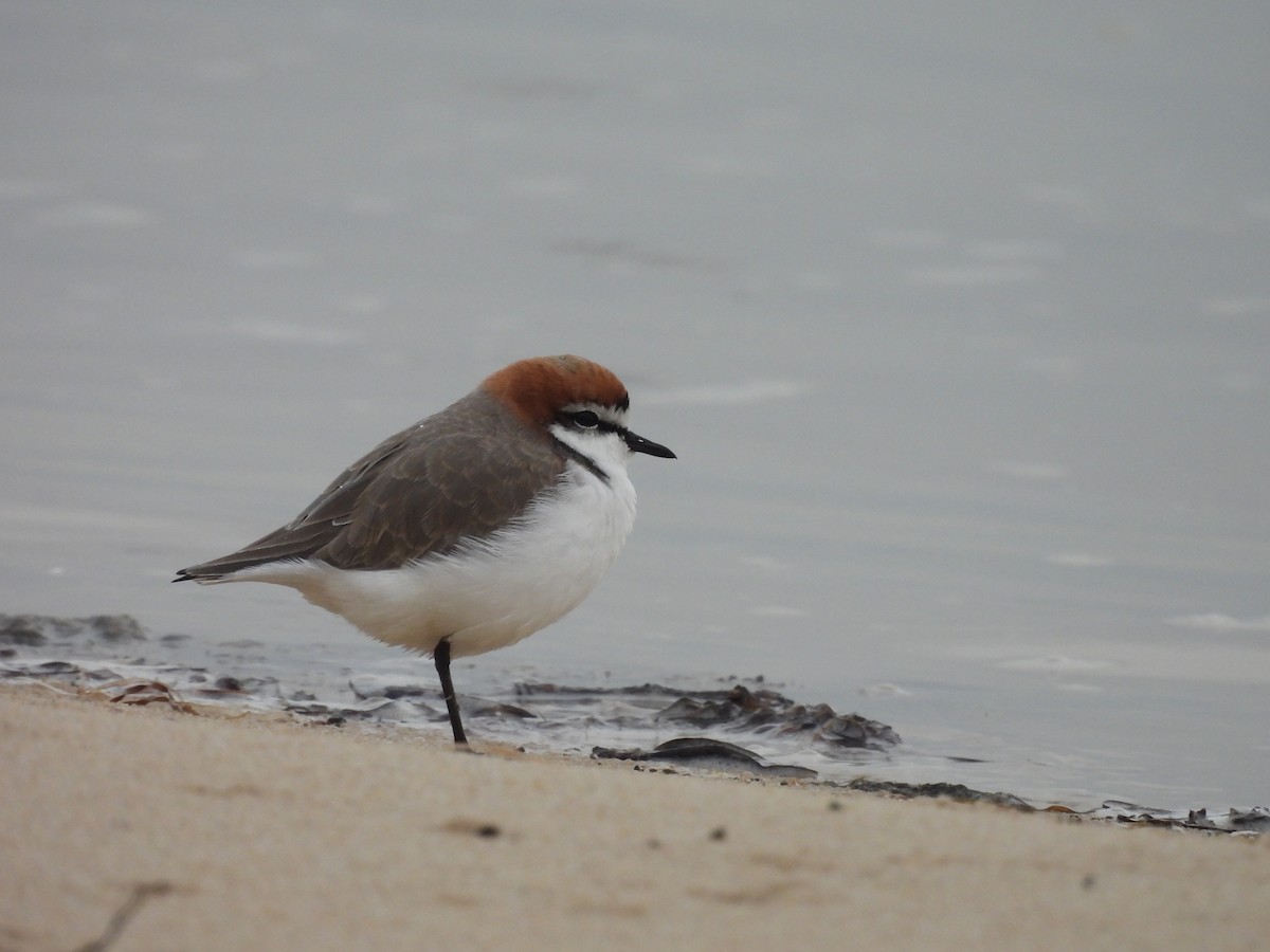 Red-capped Plover - ML618756047