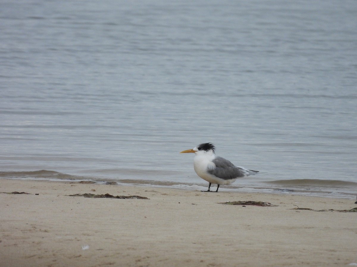 Great Crested Tern - Chanith Wijeratne