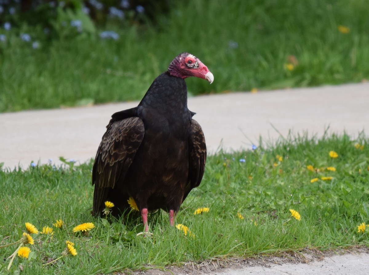 Turkey Vulture - ML618756076
