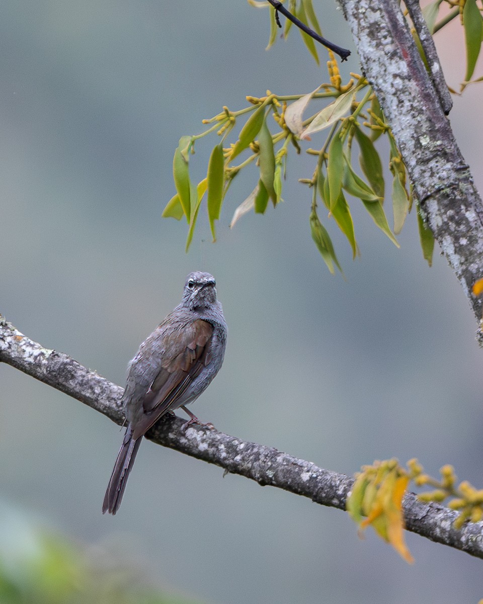 Brown-backed Solitaire - ML618756084