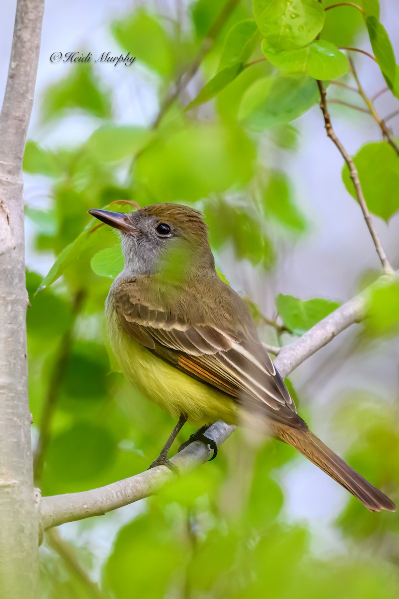 Great Crested Flycatcher - ML618756085