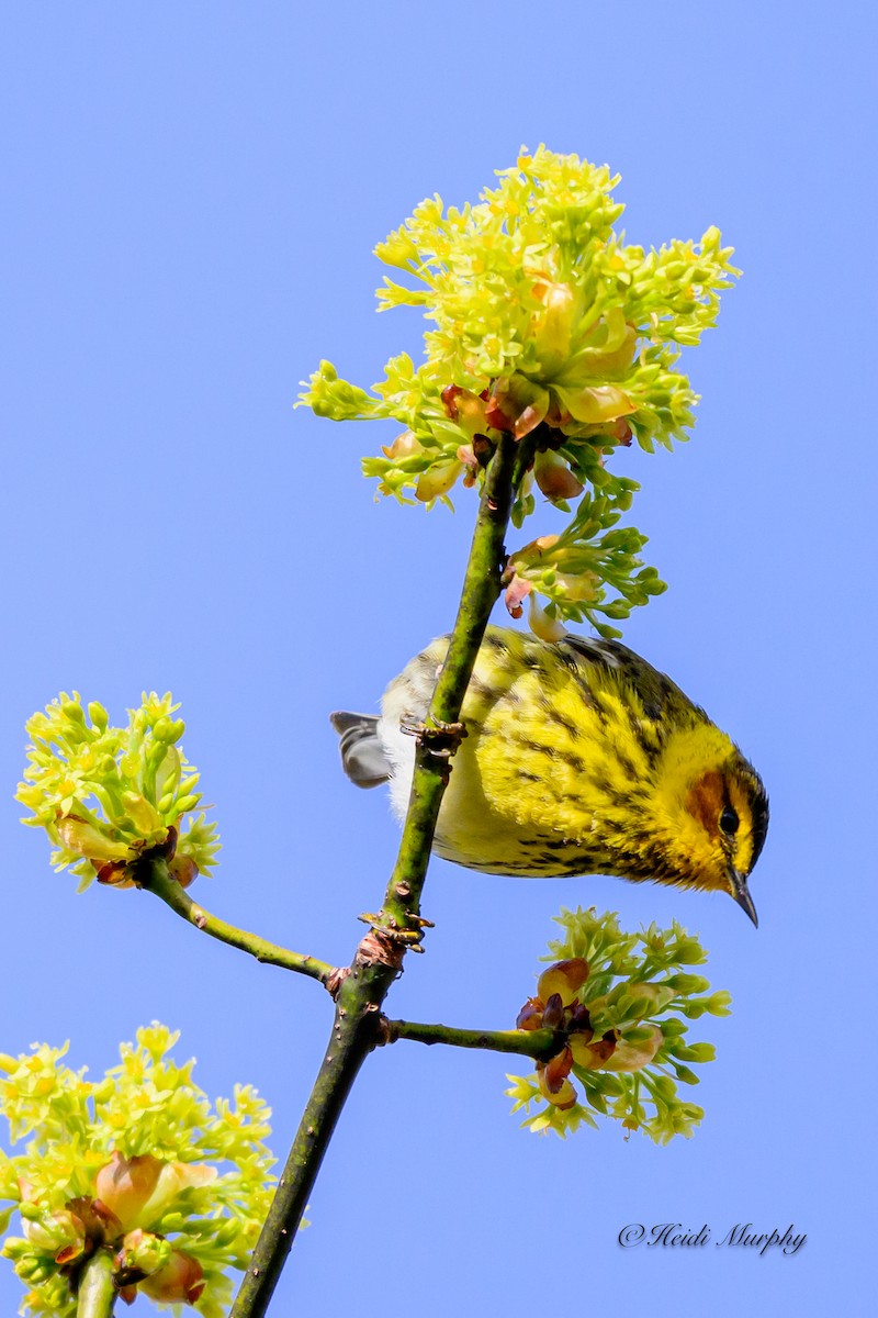 Cape May Warbler - ML618756125