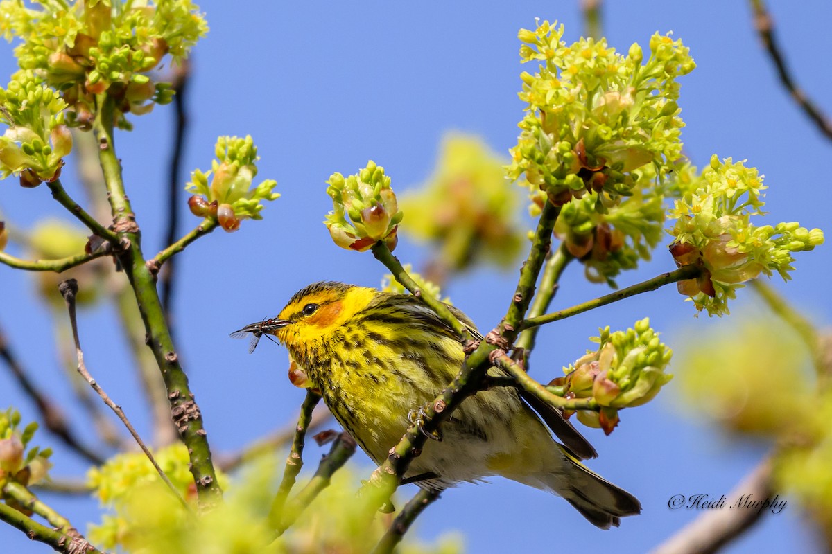 Cape May Warbler - ML618756126