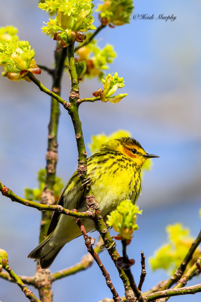 Cape May Warbler - ML618756127