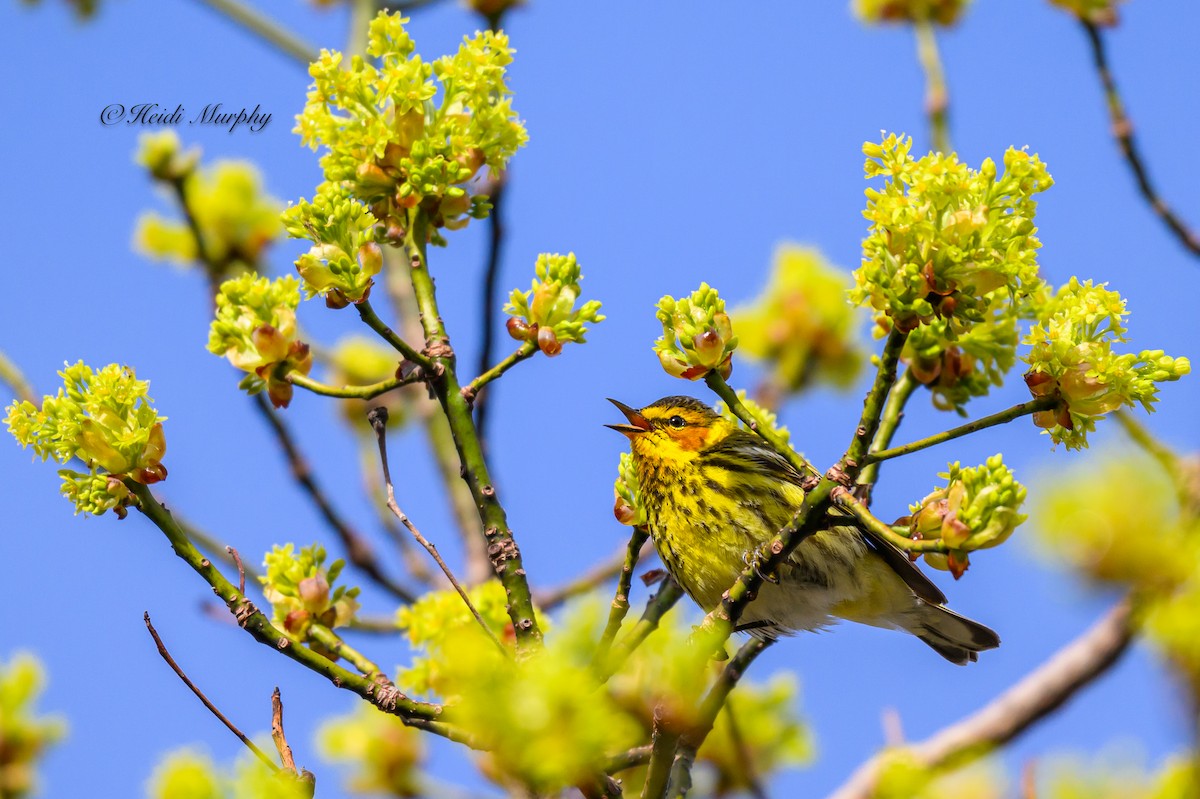Cape May Warbler - ML618756128