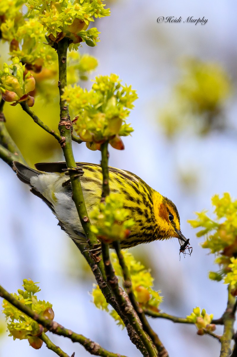 Cape May Warbler - ML618756129