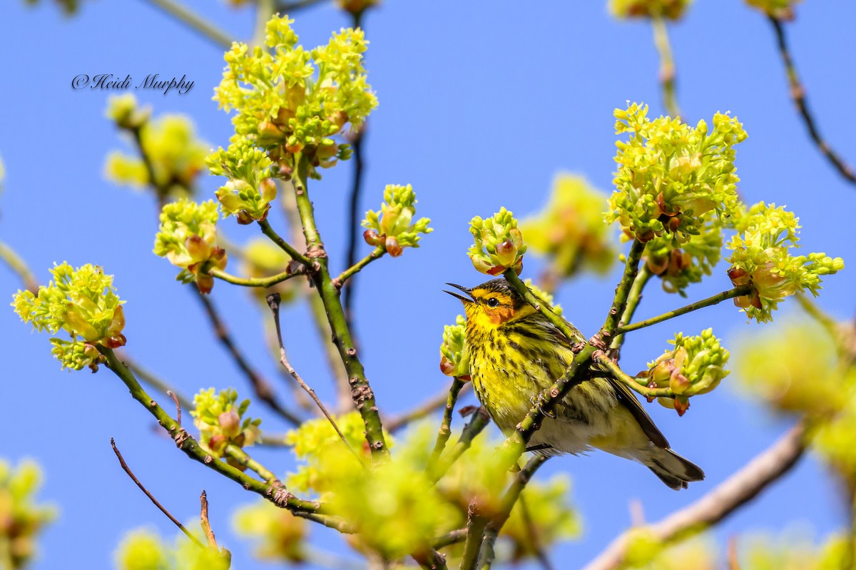 Cape May Warbler - ML618756130