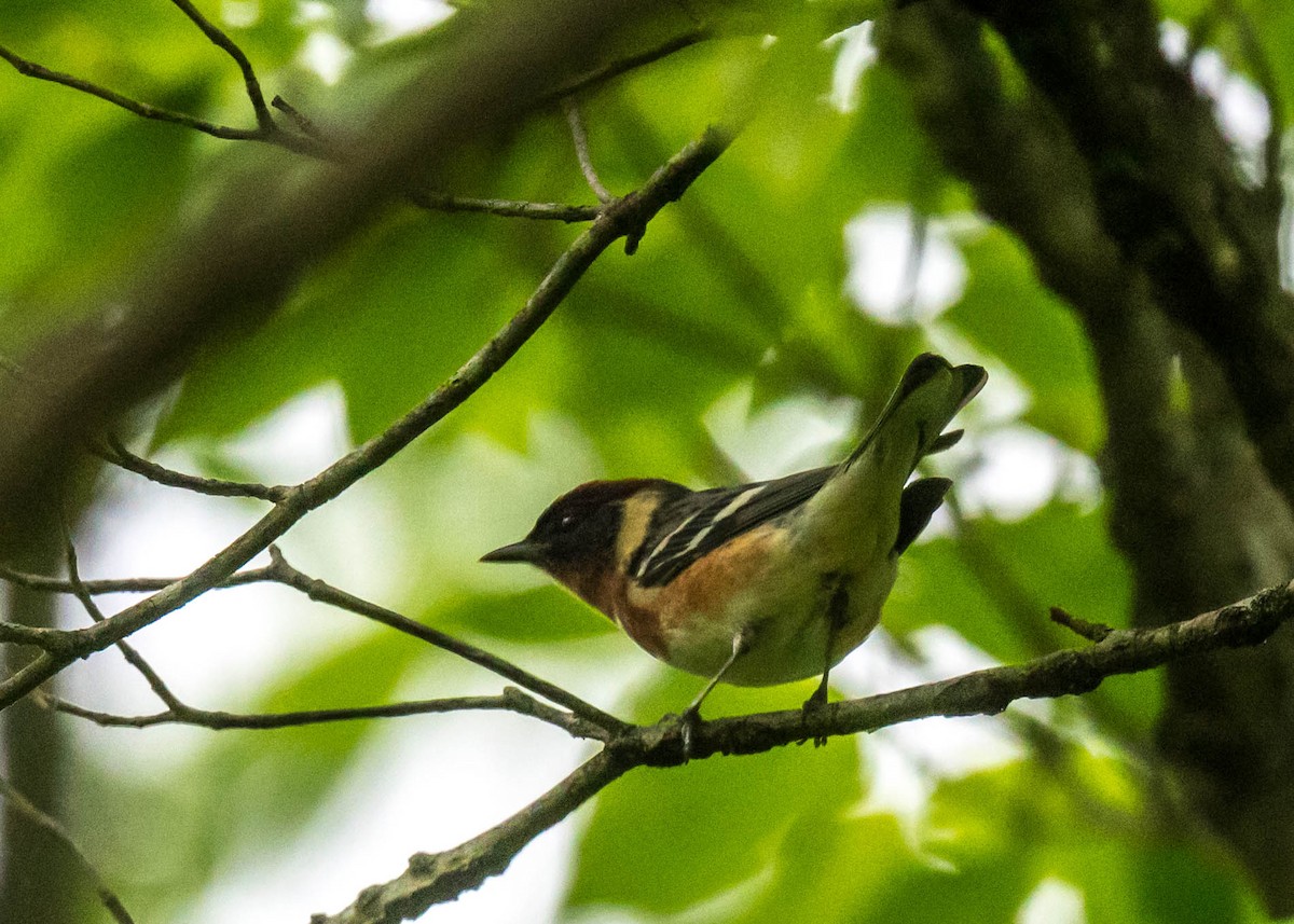Bay-breasted Warbler - ML618756133