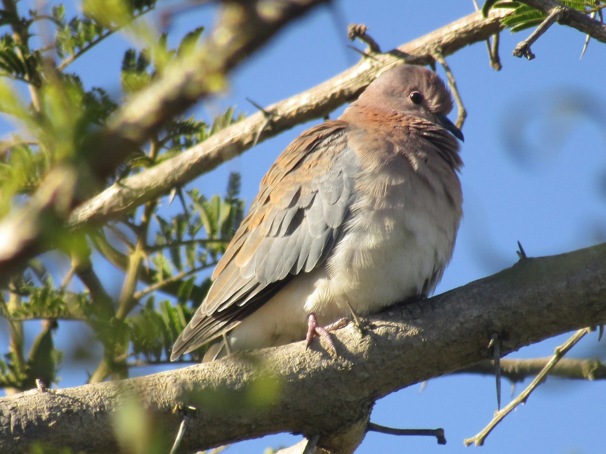 Laughing Dove - ML618756162