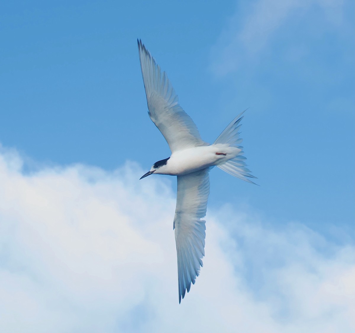 White-fronted Tern - ML618756172