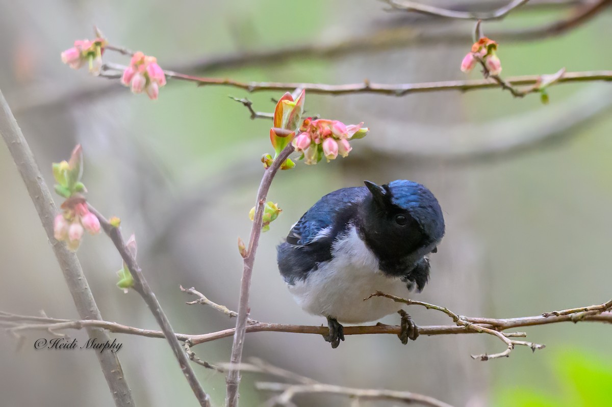 Black-throated Blue Warbler - ML618756189