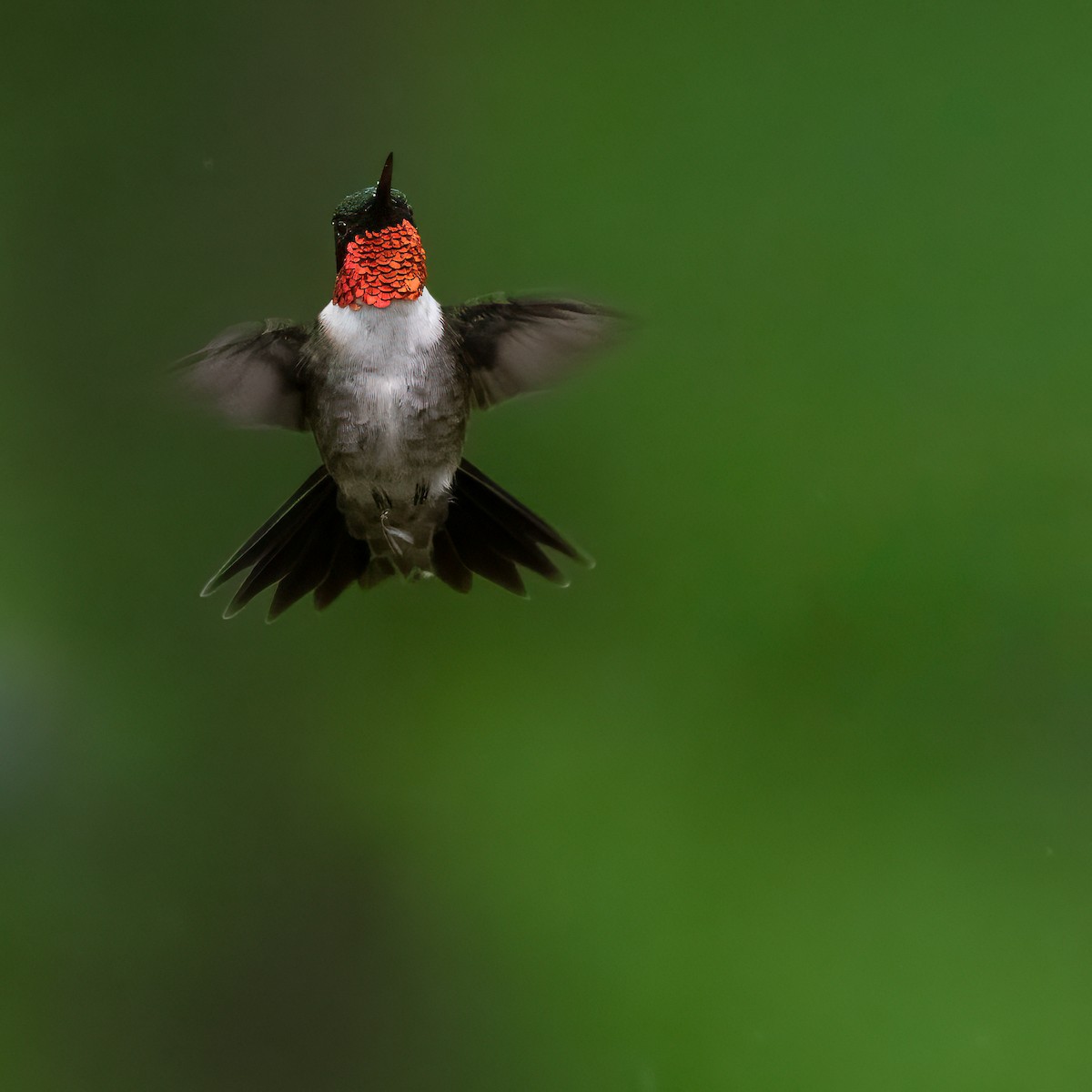Ruby-throated Hummingbird - ML618756283