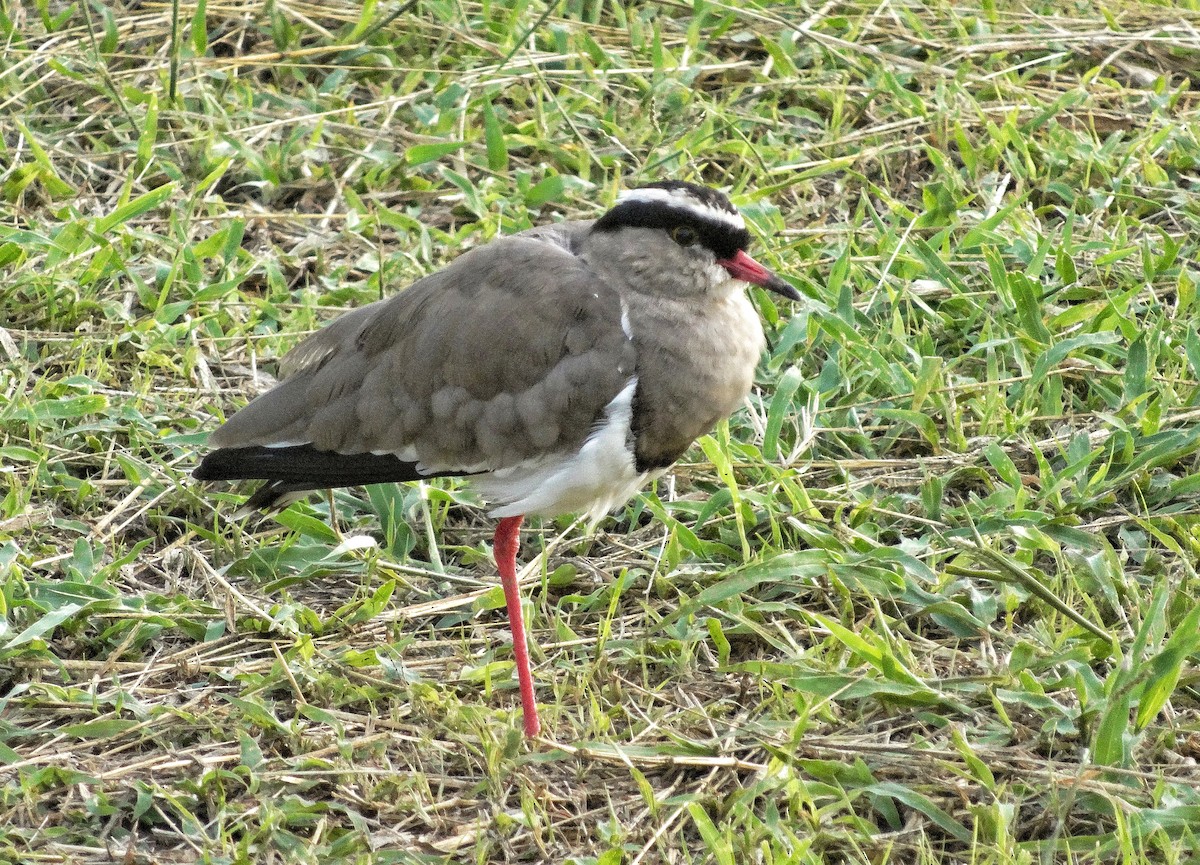 Crowned Lapwing - ML618756296