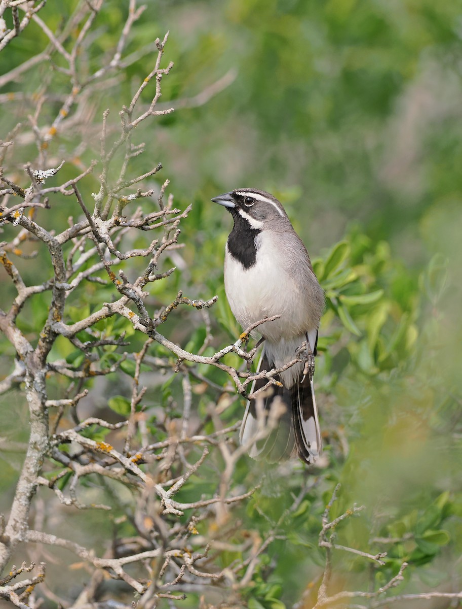 Black-throated Sparrow - ML618756371