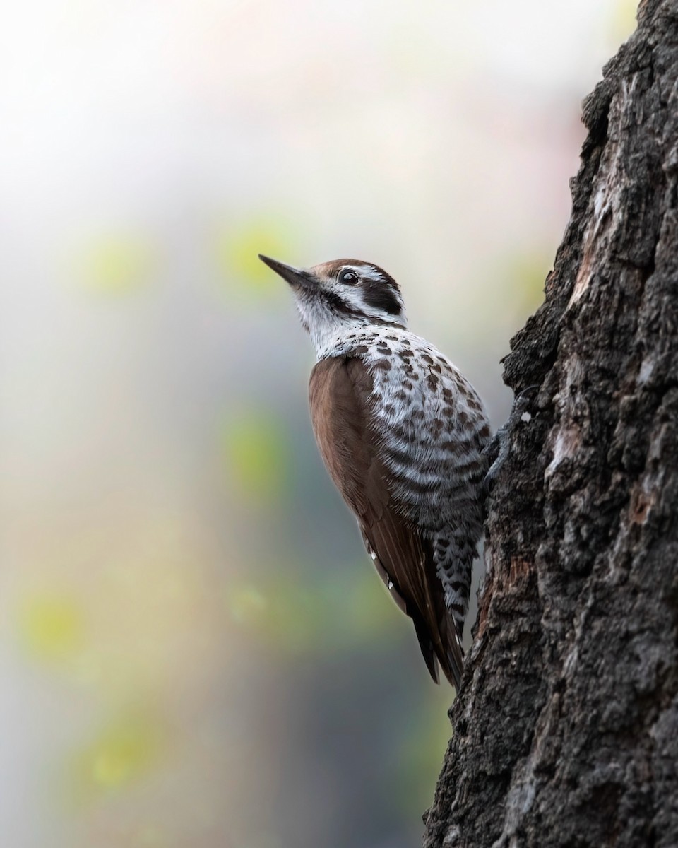 Arizona Woodpecker - ML618756374