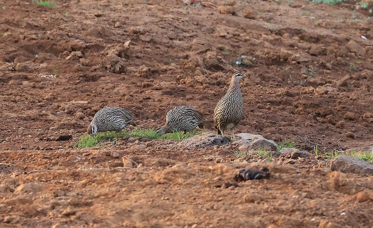 Double-spurred Spurfowl - ML618756423