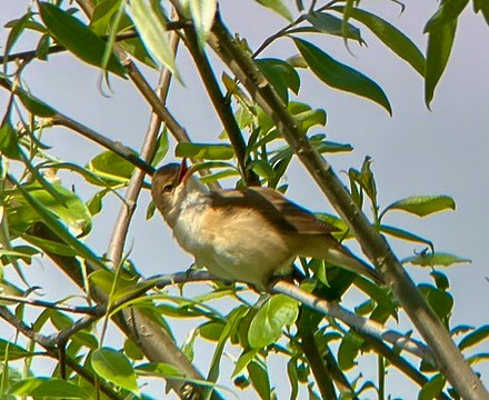 Common Reed Warbler - ML618756439
