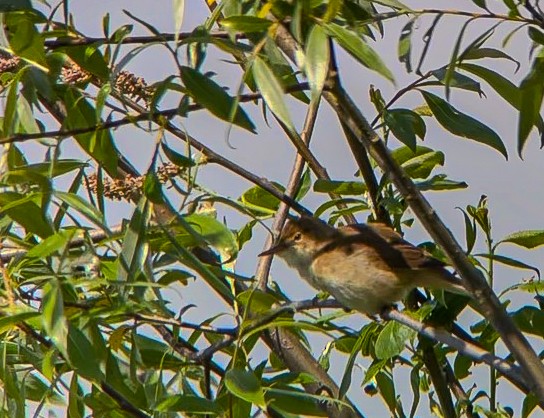 Common Reed Warbler - ML618756440