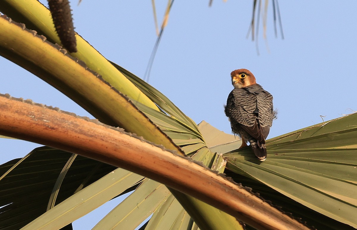 Red-necked Falcon - ML618756442