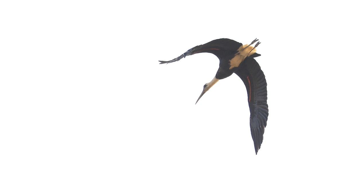 African Woolly-necked Stork - ML618756457