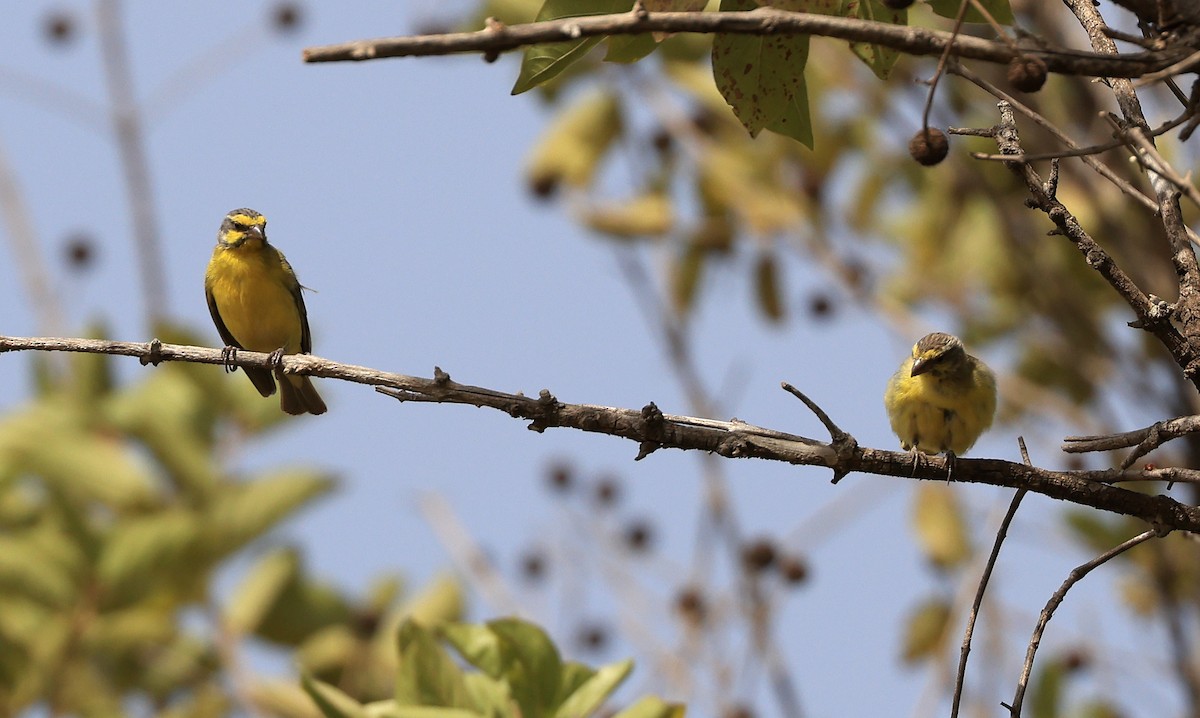 Yellow-fronted Canary - ML618756467