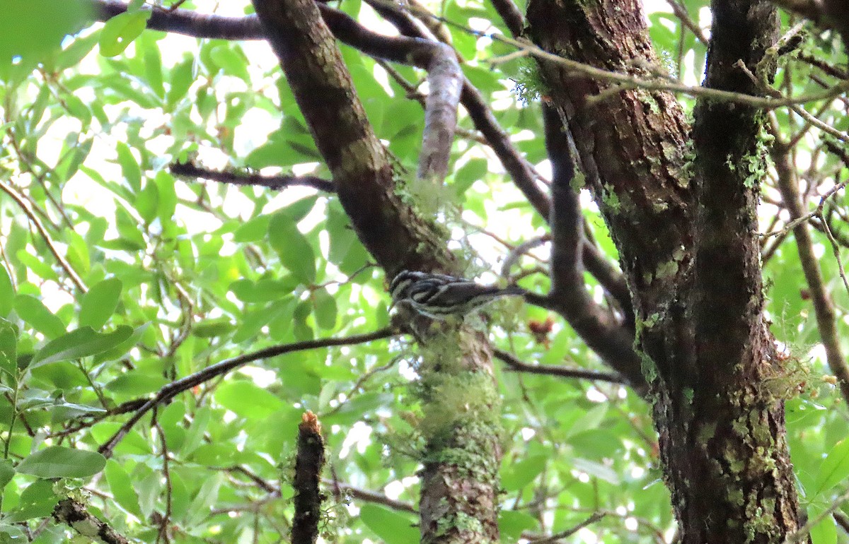 Black-and-white Warbler - ML618756535