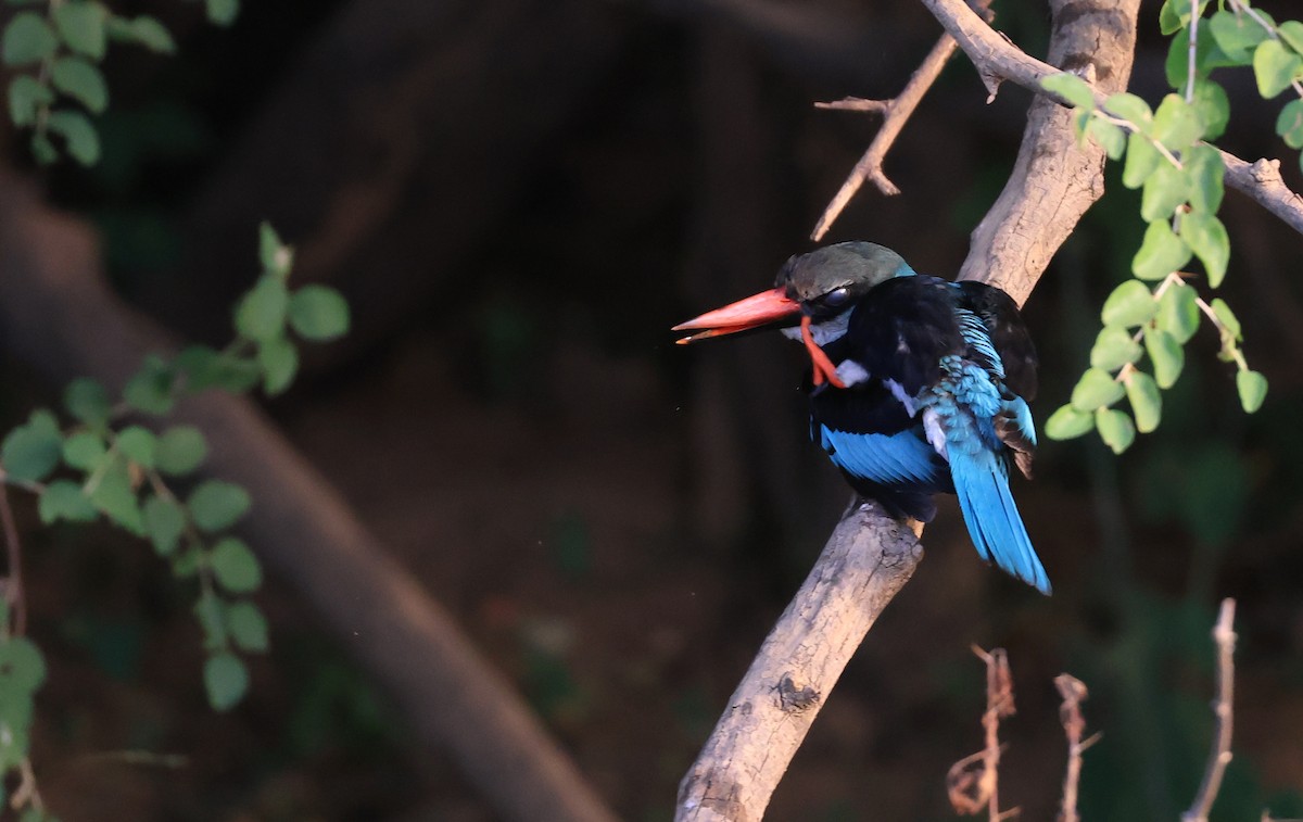 Blue-breasted Kingfisher - ML618756537