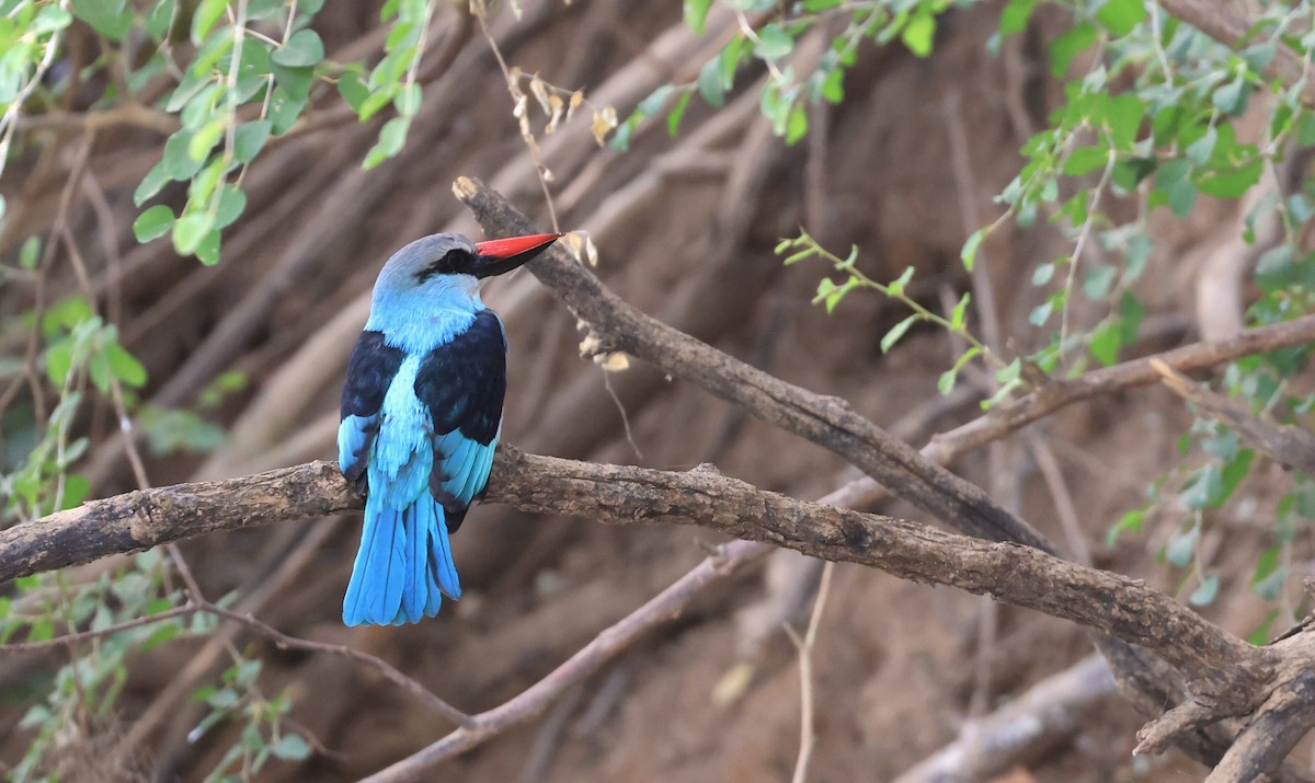 Blue-breasted Kingfisher - ML618756538