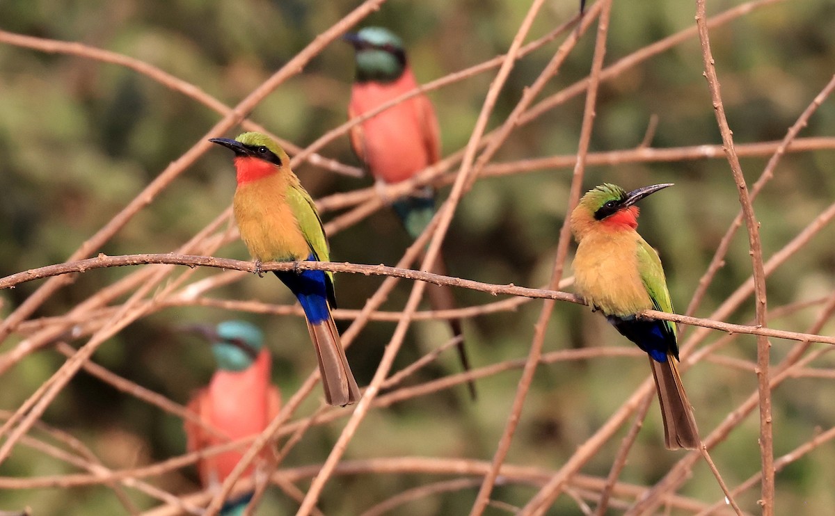Red-throated Bee-eater - ML618756541