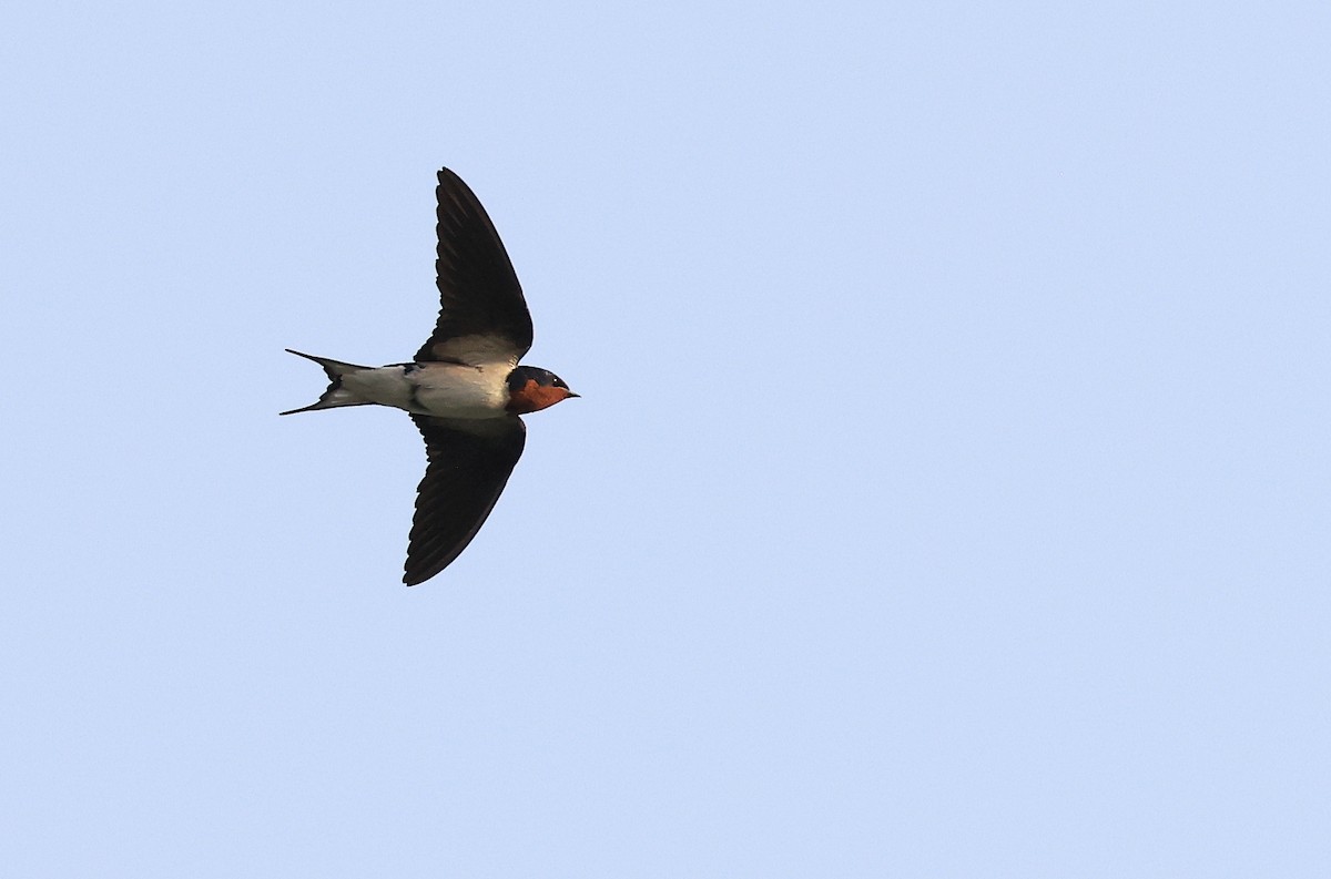 Red-chested Swallow - ML618756565