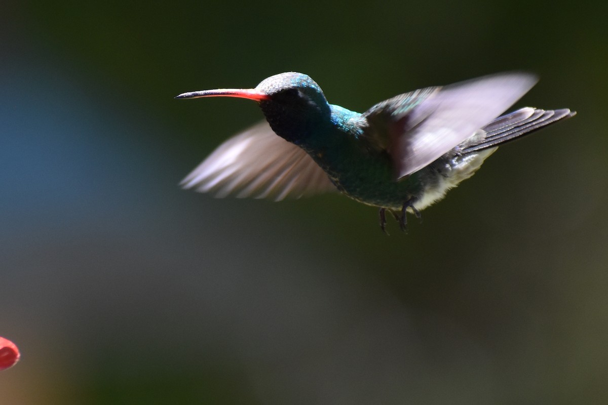 kolibřík širokozobý - ML618756570