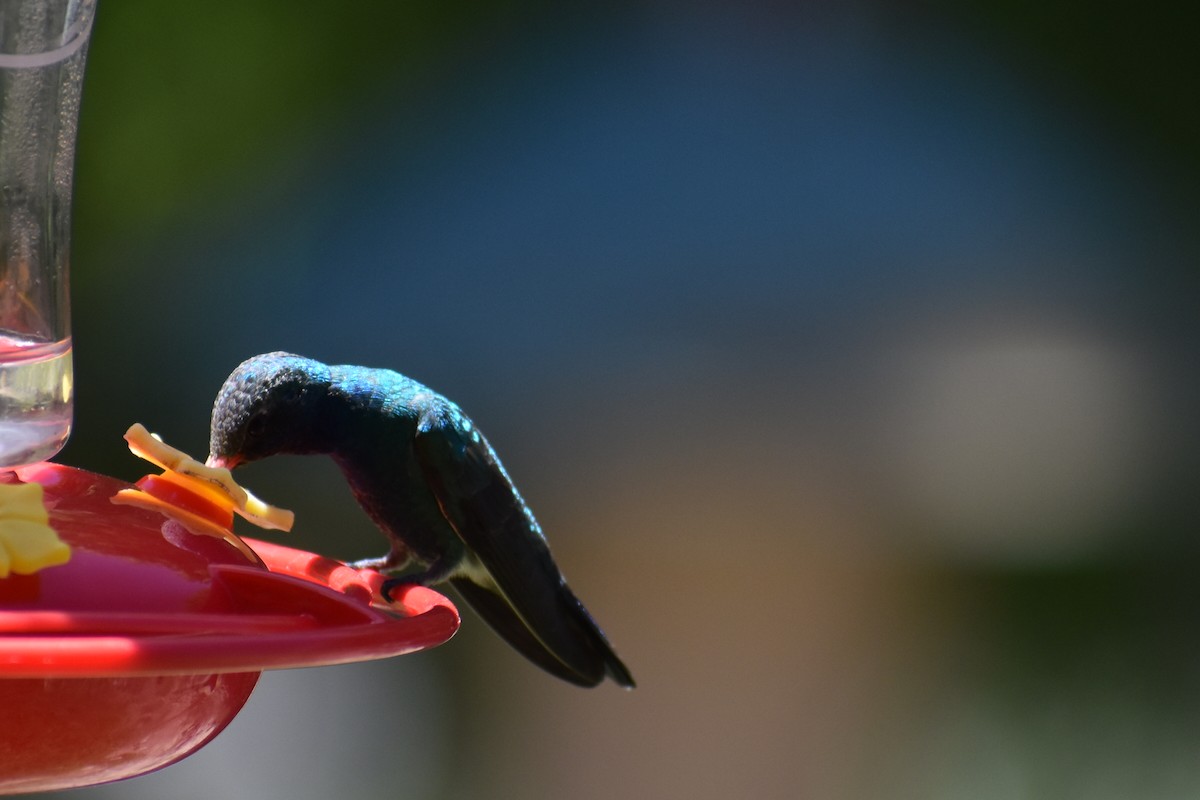 kolibřík širokozobý - ML618756572