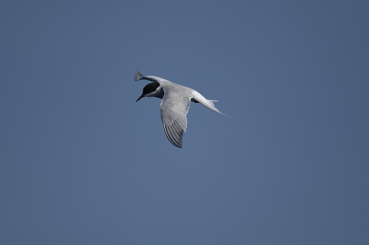 Common Tern - ML618756573