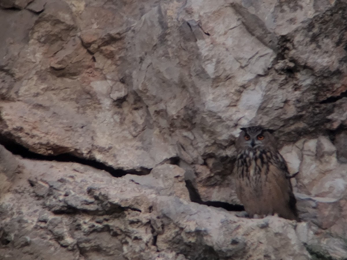 Eurasian Eagle-Owl - ML618756581