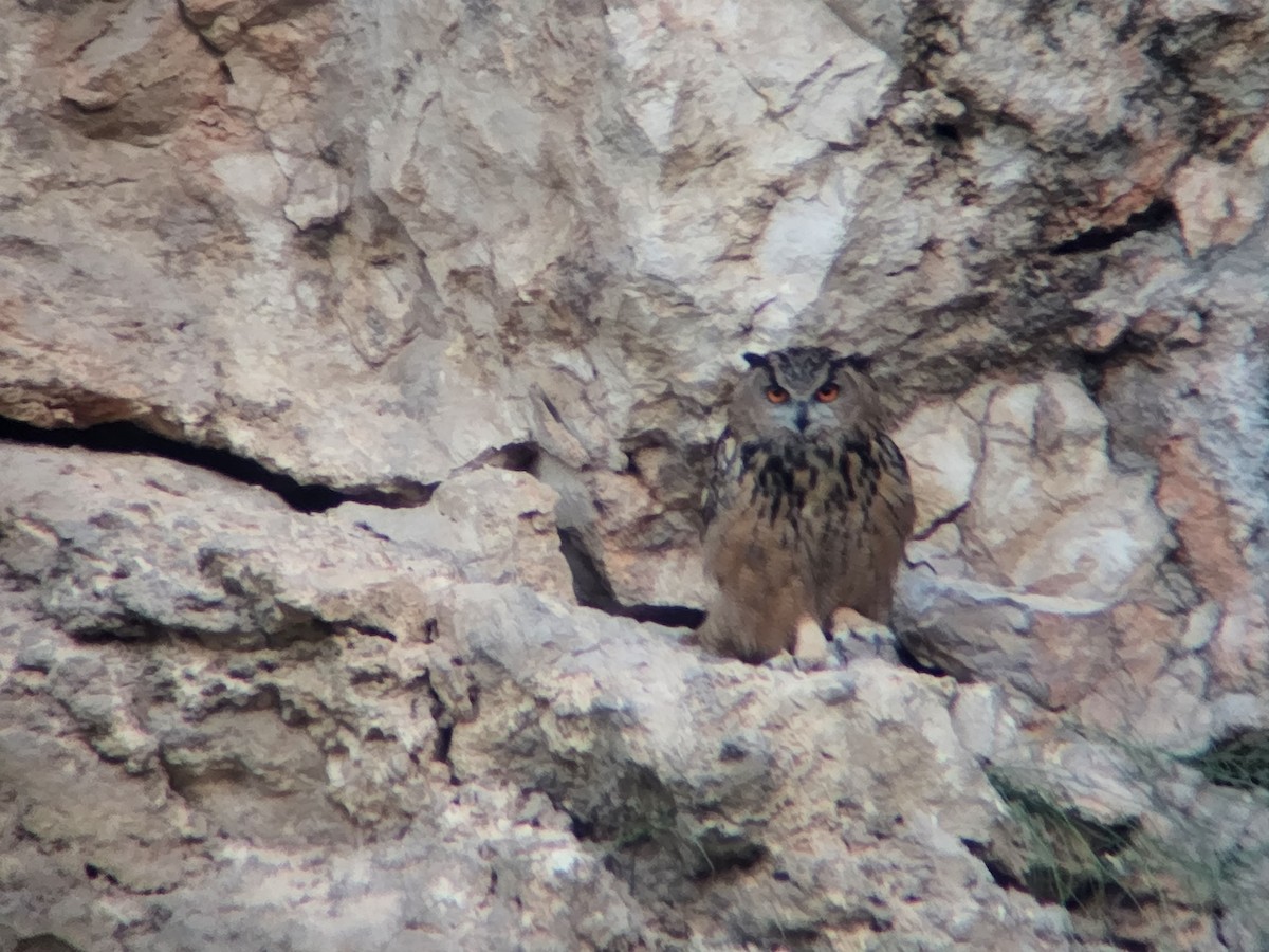 Eurasian Eagle-Owl - ML618756583