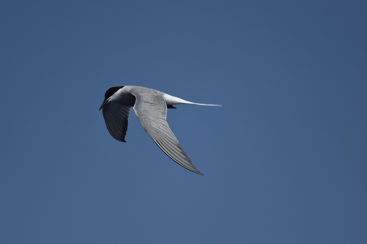 Common Tern - ML618756587