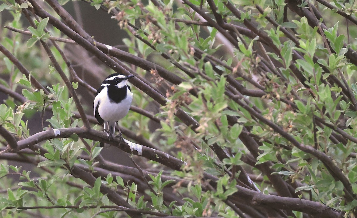 African Pied Wagtail - ML618756589