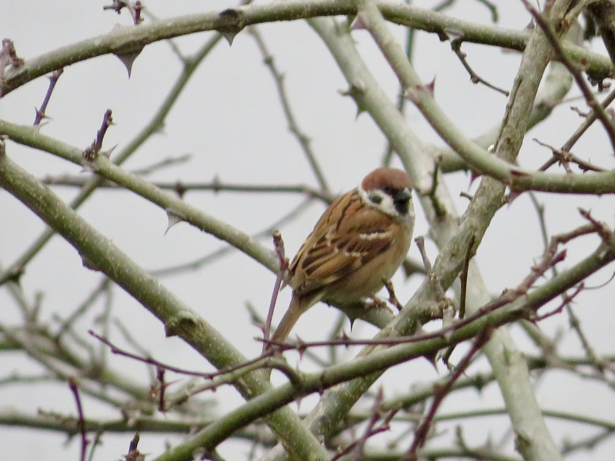 Eurasian Tree Sparrow - Paul Dennis