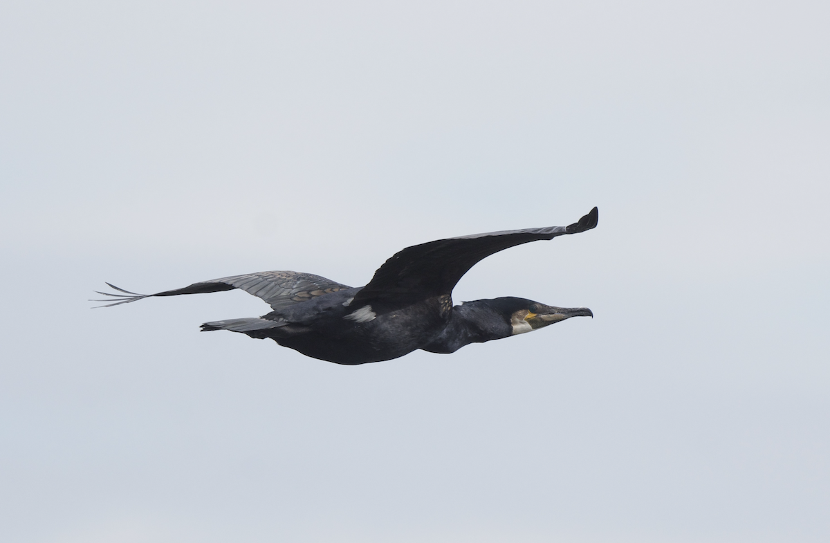 Great Cormorant - Andrew Stronach